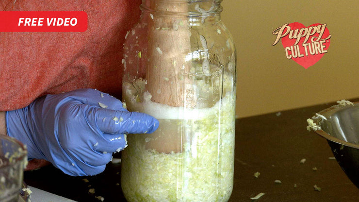 A gloved hand pressing shredded cabbage down in a glass jar with a wooden pounder