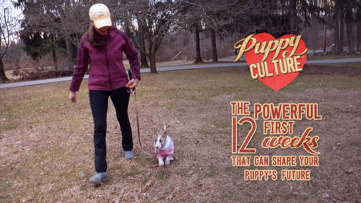 A woman walks a small puppy in a pink coat across a lawn; the title text reads The Powerful 12 Weeks That Can Shape Your Puppy’s Future